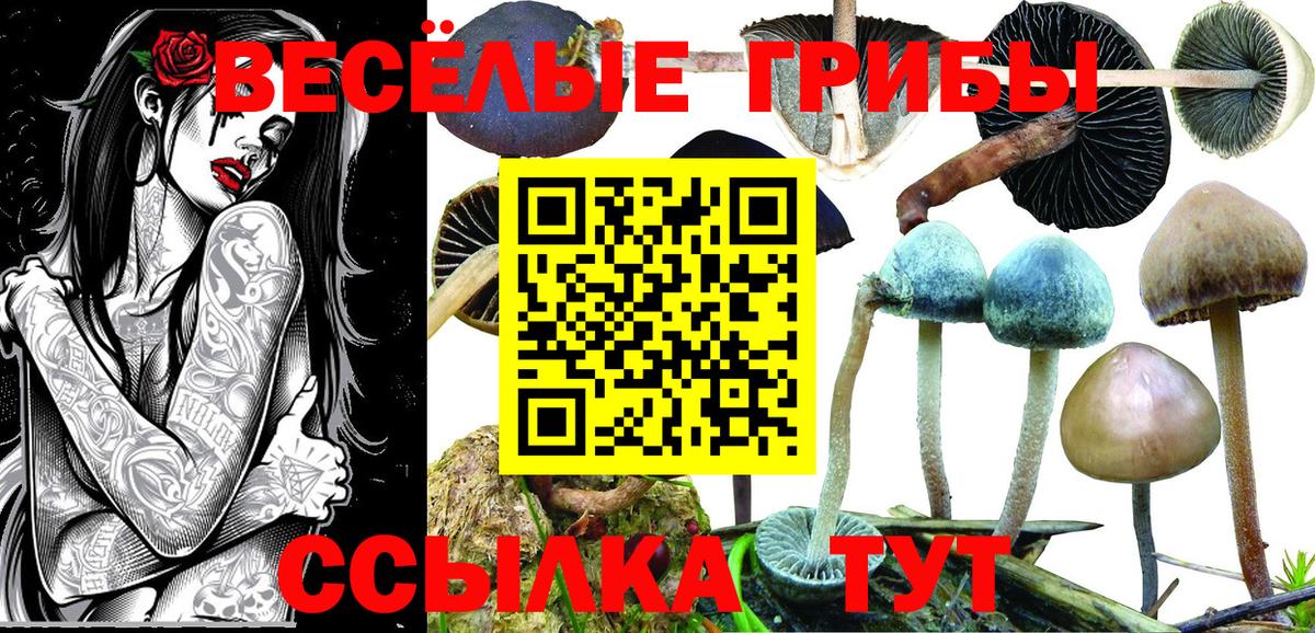 Галлюциногенные грибы прущие грибы Павлово
